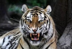 三只老虎吃瓜视频大全免费观看,免费观看视频全集，笑料横生！