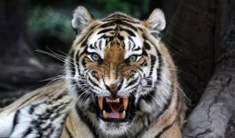 三只老虎吃瓜视频大全免费观看,免费观看视频全集，笑料横生！