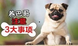 巴哥最新爆料视频播放,精彩瞬间一网打尽