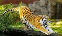 三只老虎吃瓜视频大全免费观看,免费观看视频全集，笑料横生！