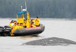 觅食区在线观看,跟随觅食区，揭秘野外生存智慧