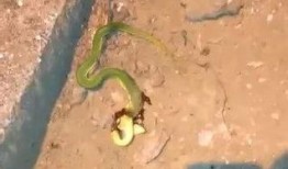 网友爆料被蛇咬伤视频,紧急救援现场直击