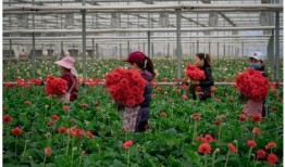 云南鲜花爆料事件视频