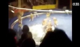 兽 性 新人类在线观看,新人类在线激战，探寻未知进化之路