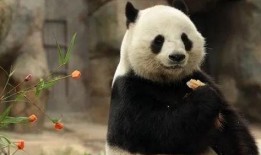 美国爆料熊猫乐乐视频,萌态可掬引网友热议