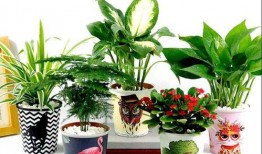 植物家女儿在线观看,探寻自然奥秘的青春之旅