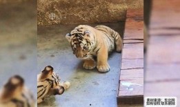 三只老虎吃瓜视频大全免费观看,免费观看视频全集，笑料横生！