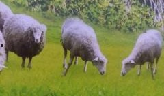 小羊爆料视频真实,真实事件背后的惊人真相