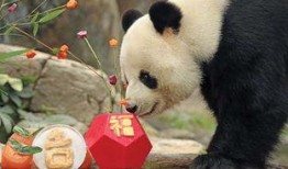 美国爆料熊猫乐乐视频,萌态可掬引网友热议