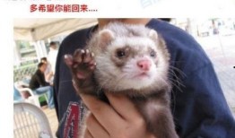 最新流口水爆料,最新明星恋情曝光，甜蜜瞬间引网友热议！