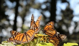 蝴蝶1975在线观看,穿越时光的美丽蜕变