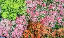 云南鲜花爆料事件视频