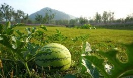 学校新瓜最新爆料江苏,揭秘校园风云背后的真相！”