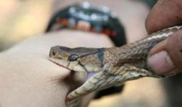 网友爆料被蛇咬伤视频,紧急救援现场直击