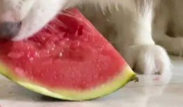 网红吃瓜狗子图片高清大图,高清大图带你领略萌宠魅力