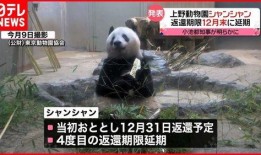 美国人爆料熊猫视频播放,网友直呼“萌化人心”