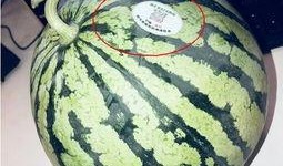 澳洲网红吃瓜,揭秘网红圈幕后趣事