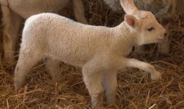 小羊爆料视频真实,真实事件背后的惊人真相