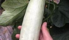 吃瓜被爆的网红,网红吃瓜意外爆红，揭秘幕后真相