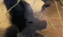 美国人爆料熊猫视频播放,网友直呼“萌化人心”